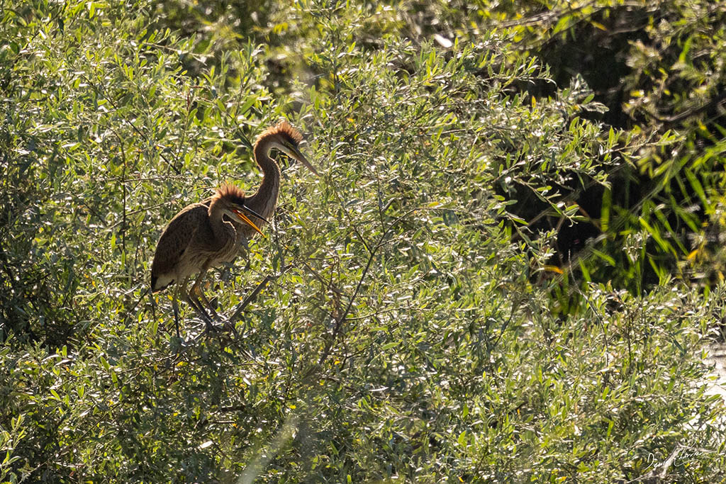 Couple de hérons pourpré dans les saules